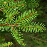 Echte Kerstboom Groene Den</br>met wortel in pot - cocquyt.co