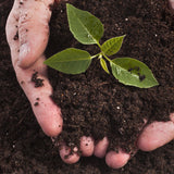 tuingrond en compost - cocquyt.co