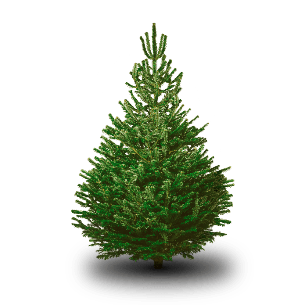 Echte Kerstboom Nordmann Den - cocquyt.co