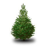 Echte Kerstboom Nordman Den</br>met wortel in pot - cocquyt.co
