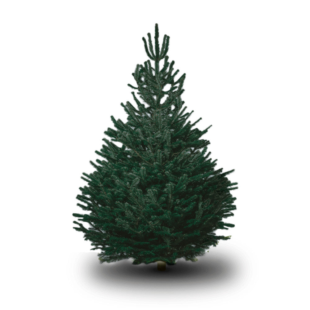 Echte Kerstboom Blauwe Den</br>met wortel in pot - cocquyt.co