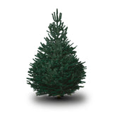 Echte Kerstboom Blauwe Den</br>met wortel in pot - cocquyt.co