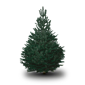 Echte Kerstboom Blauwe Den</br>met wortel in pot - cocquyt.co