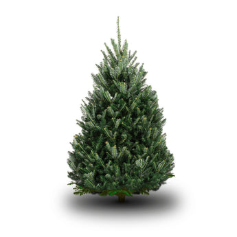 Echte Kerstboom Luxe Groene Den</br>met wortel in pot - cocquyt.co
