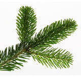 Echte Kerstboom Nordman Den</br>met wortel in pot - cocquyt.co